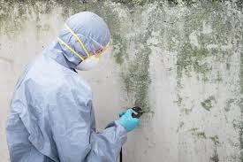 Best Emergency Mold Remediation in USA